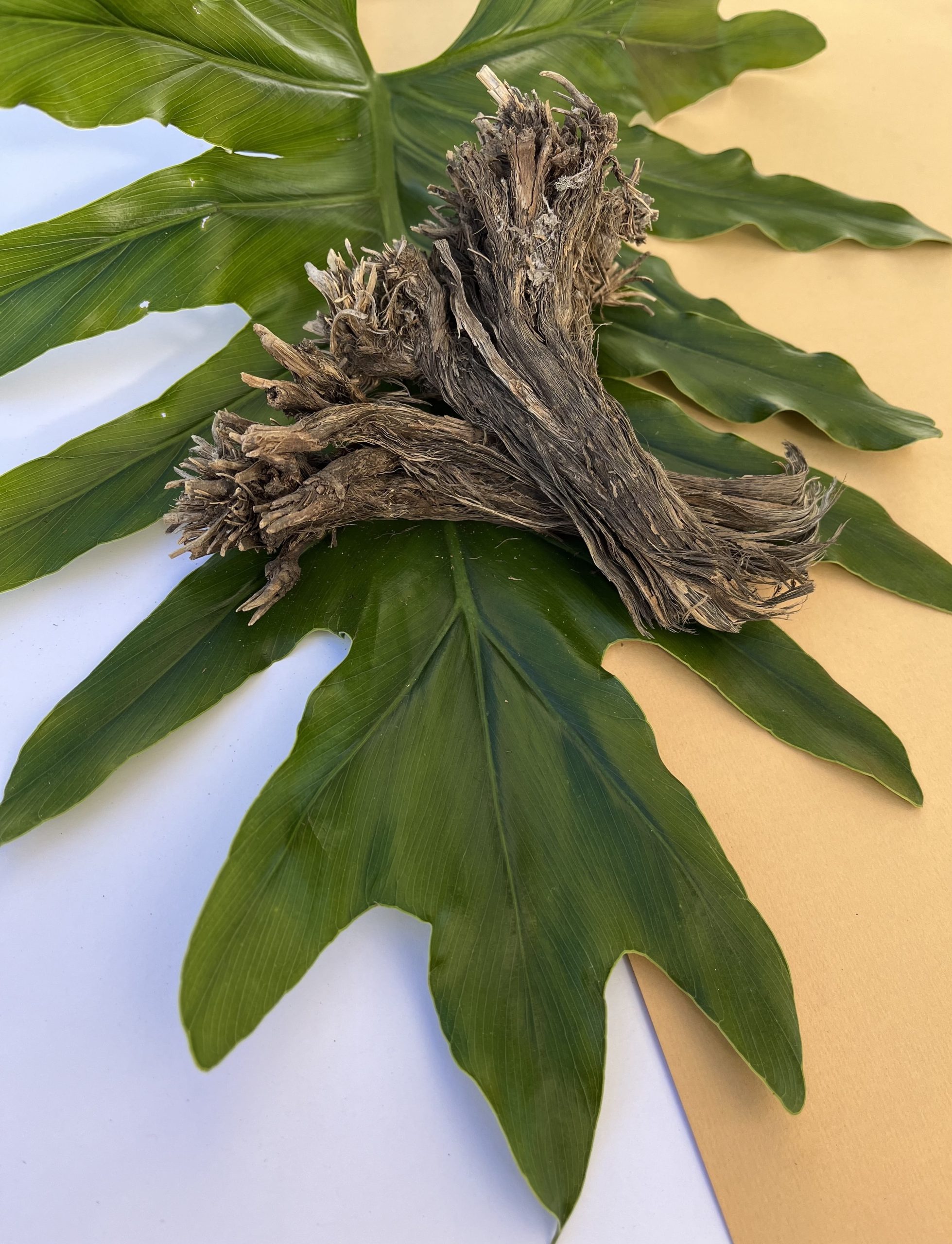 ریشه باباآدم-min