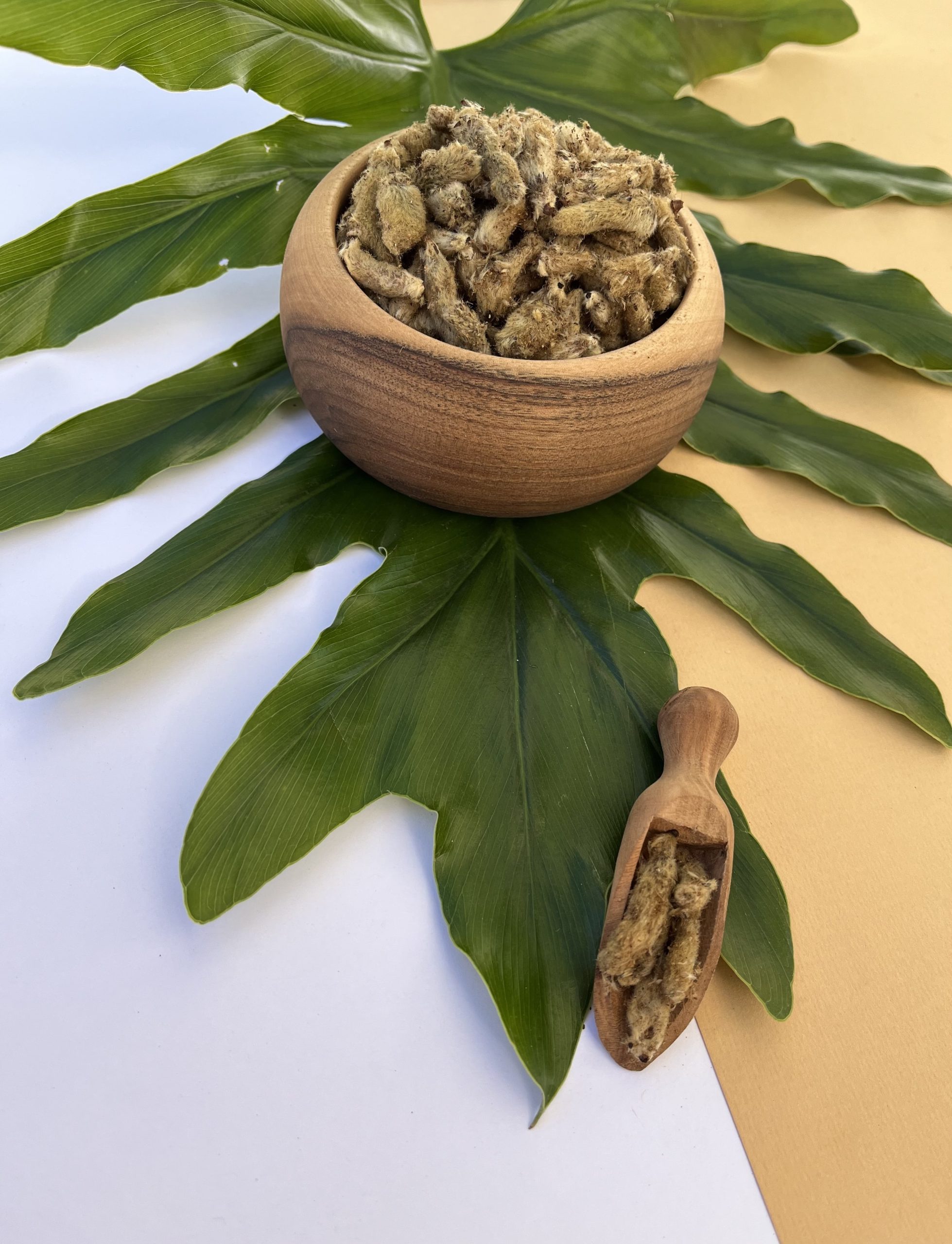 گل بیدمشک زرد-min